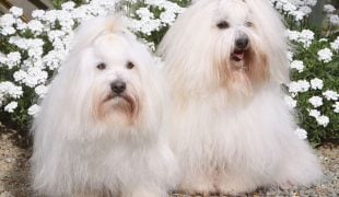 Coton de Tulear