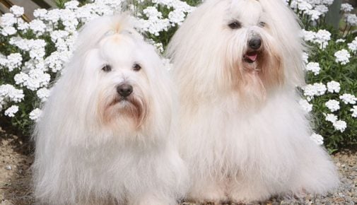 Coton de Tulear