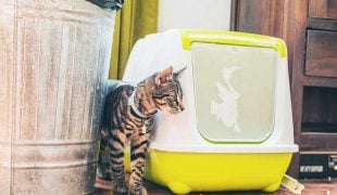 Katzen stubenrein bekommen