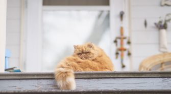 Perserkatze