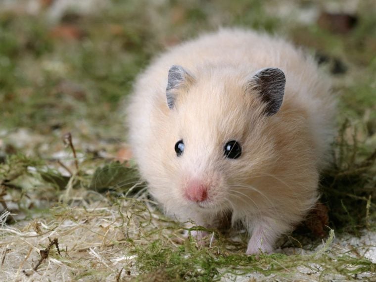 teddyhamster