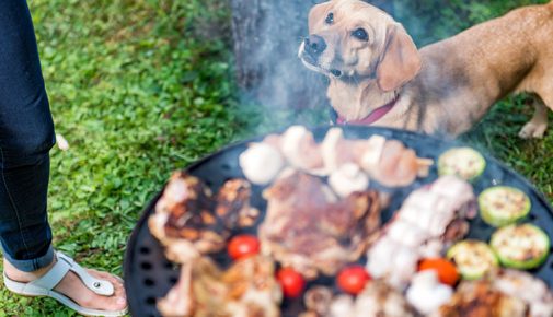 Grillen mit dem Hund