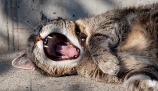 Zahngesundheit von Katzen: Zahnerkrankungen bei Katzen vorbeugen