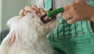 Zahngesundheit von Hunden