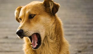 Zahnerkrankungen bei Hunden
