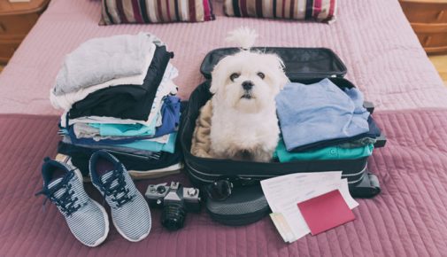 Checkliste Urlaub mit dem Hund