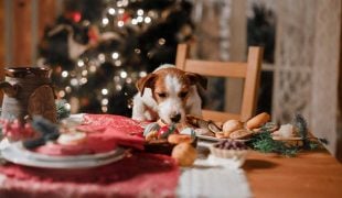 Backen für Hunde