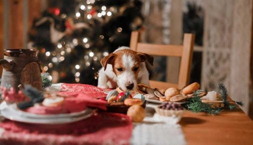 Backen für Hunde