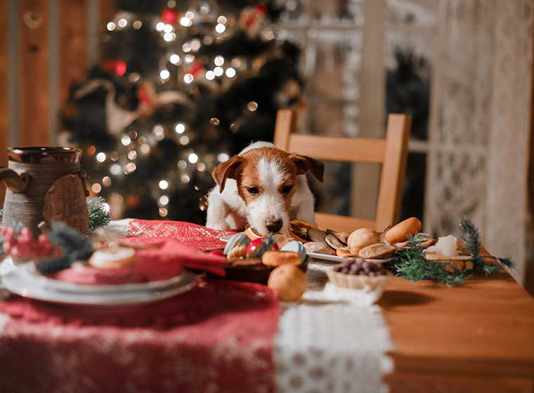 Hundekekse backen