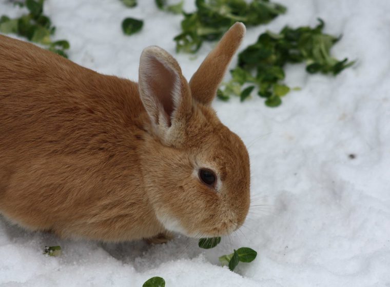 Kleintierhaltung im Winter