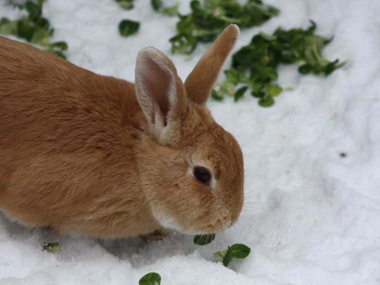 Kleintierhaltung im Winter