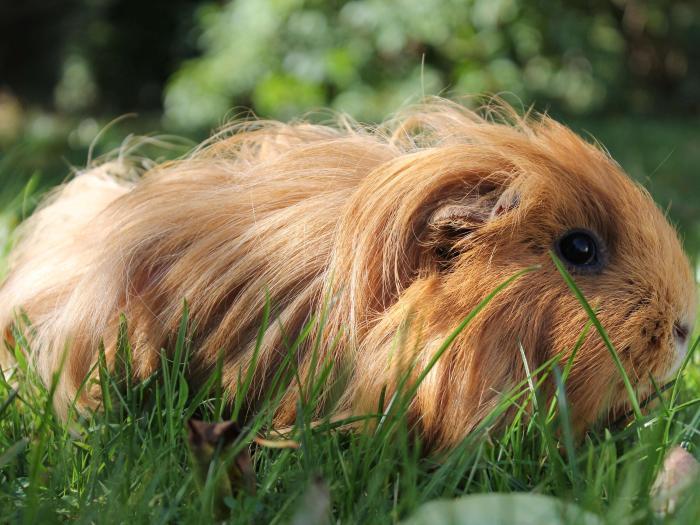 Meerschweinchen Rassen und ihre Unterschiede ZooRoyal