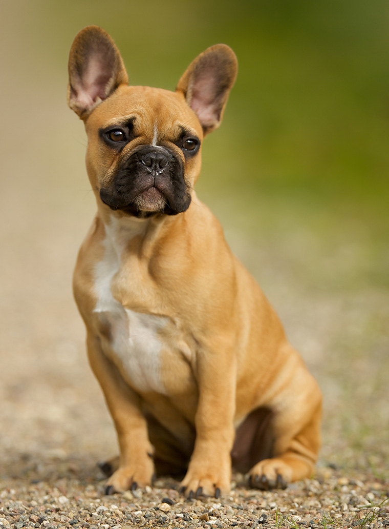 Französische Bulldogge - Bouledogue français Rassenportrait