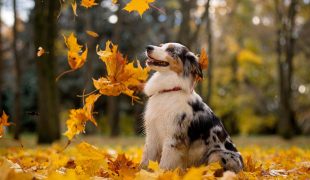 australian shepherd