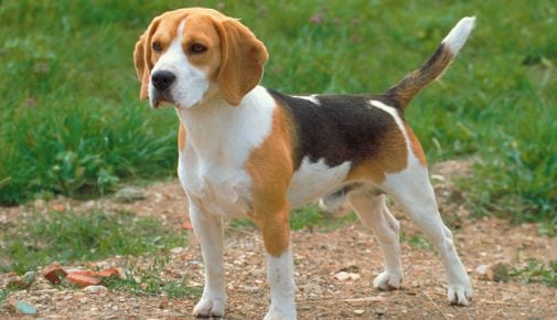 Beagle