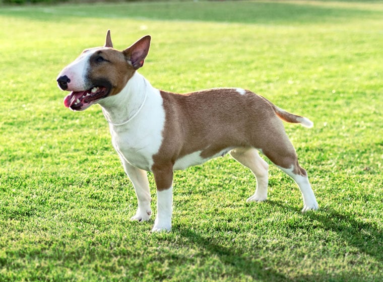 Bullterrier