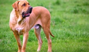 Cane Corso