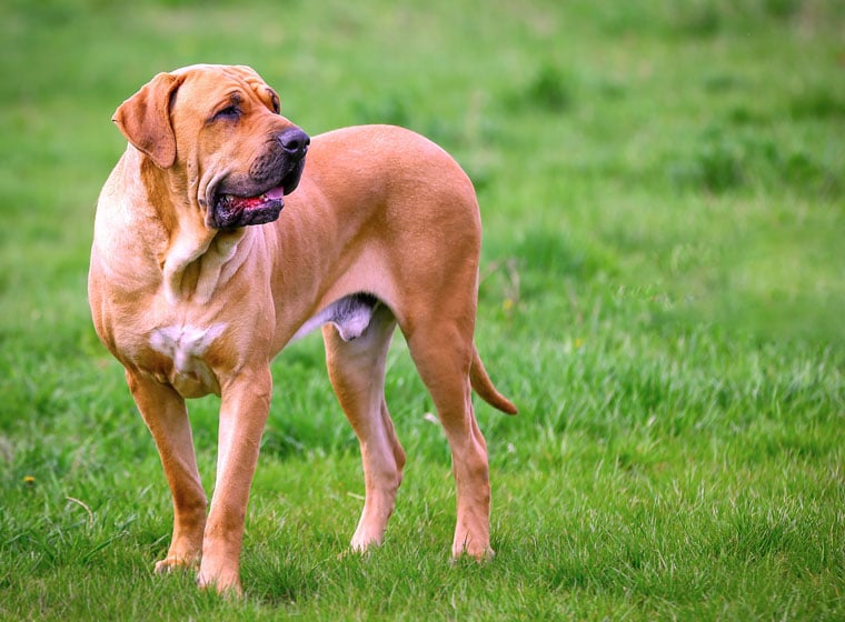 wie gross kann ein cane corso werden