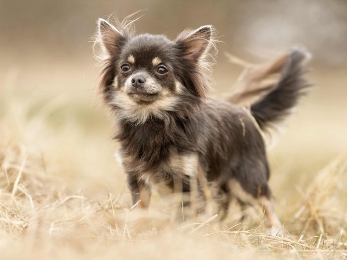 Chihuahua Rasseportrait im Hunde Magazin | ZooRoyal Magazin