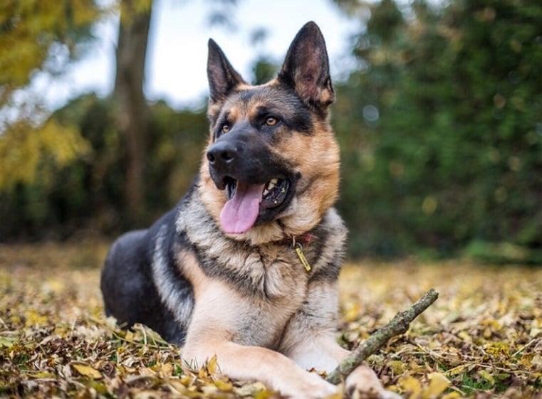 Deutscher Schäferhund