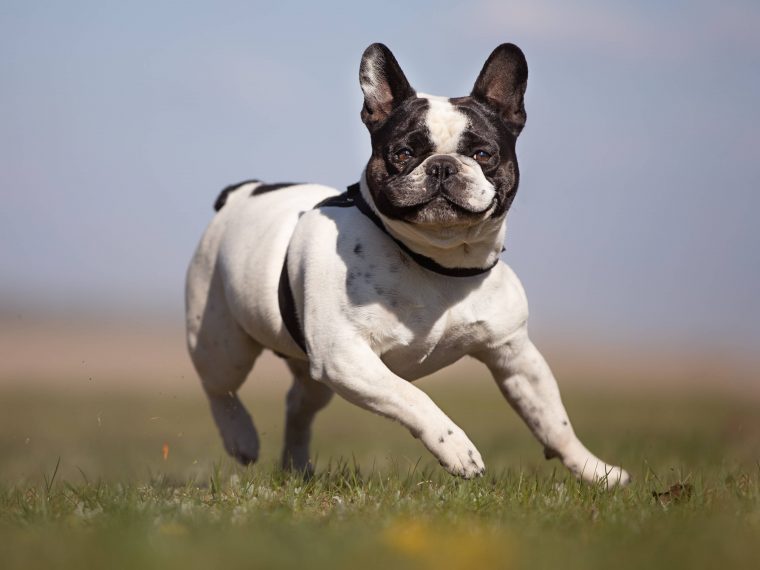 was wiegt eine ausgewachsene franzosische bulldogge