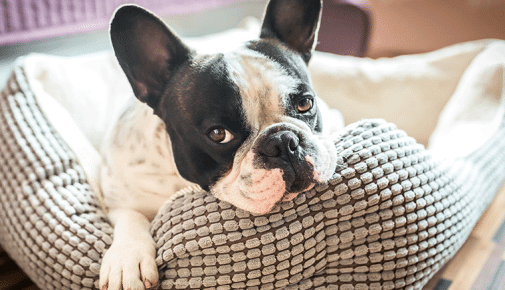 Französische Bulldogge