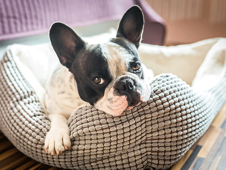 Französische Bulldogge