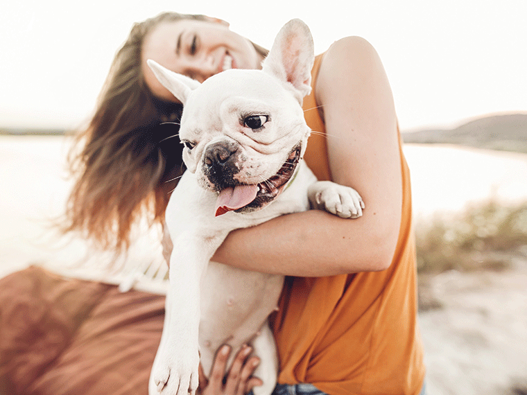 Französische Bulldogge weiß