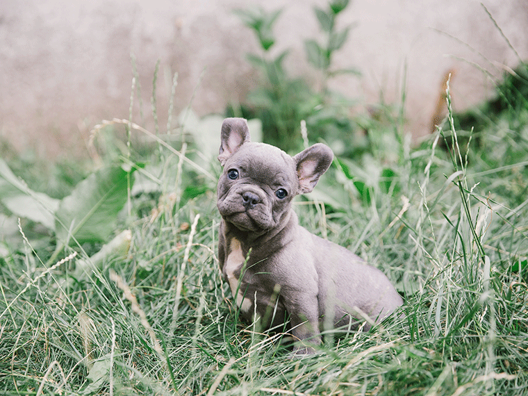 Französische Bulldogge Welpe