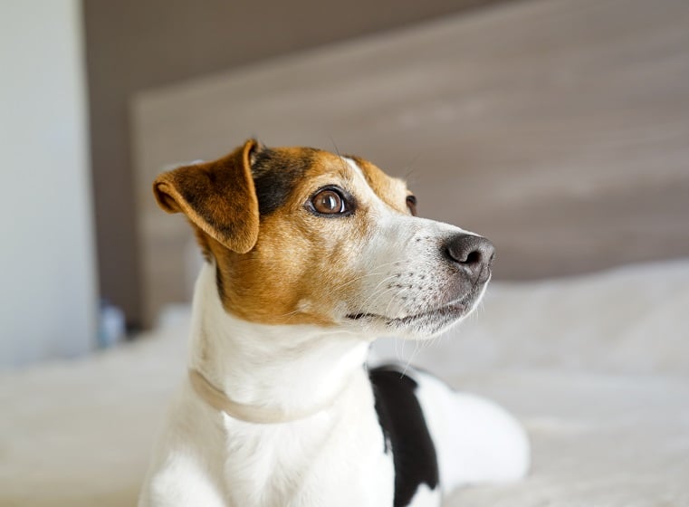 Jack Russel Terrier