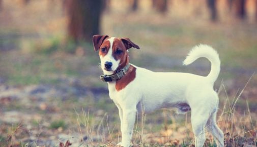 Jack Russell Terrier