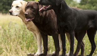 Labrador Retriever