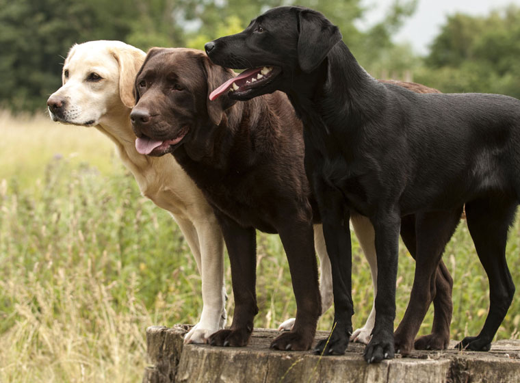 Labrador Retriever Rasseportrait im Hunde Magazin | ZooRoyal Magazin