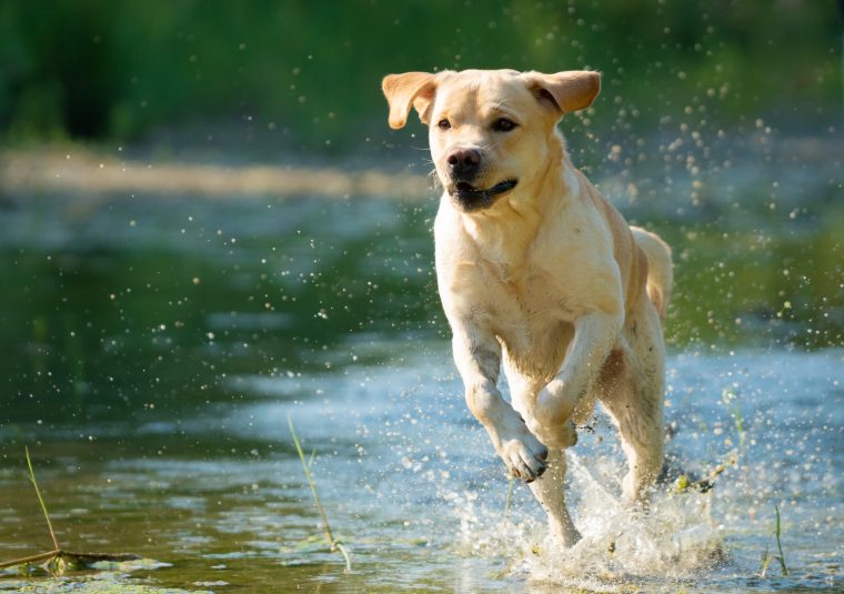 Labrador Retriever im Wasser