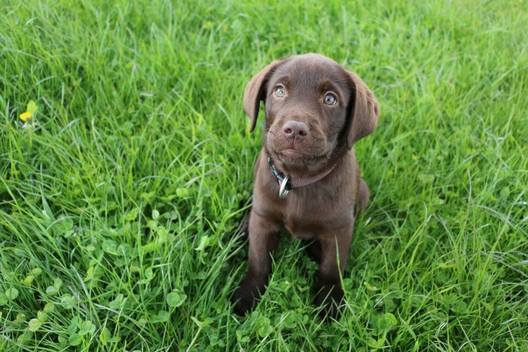 brauner Labrador Retriever Welpe