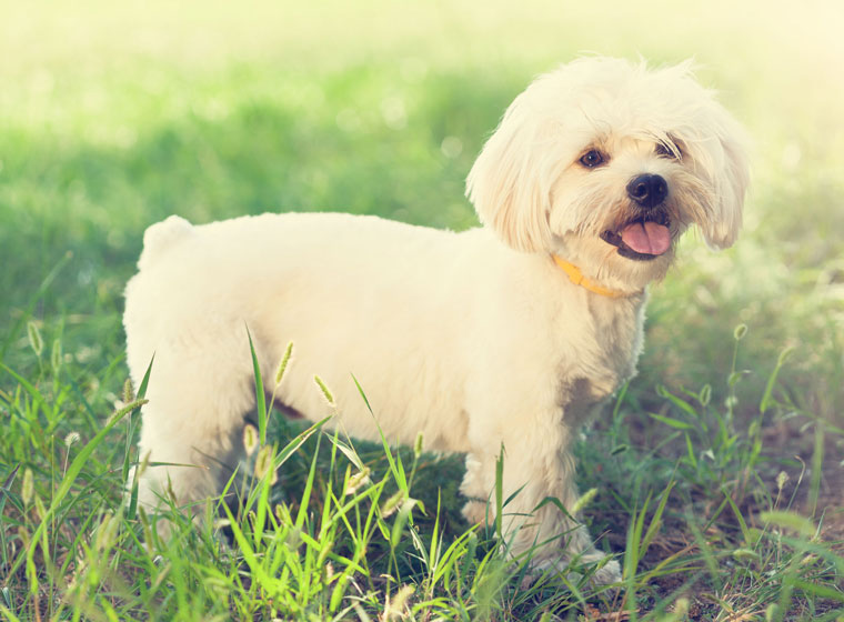 Ist ein Malteser der richtige Hund für mich? 19 Fakten über Malteser! 