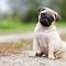 Mops