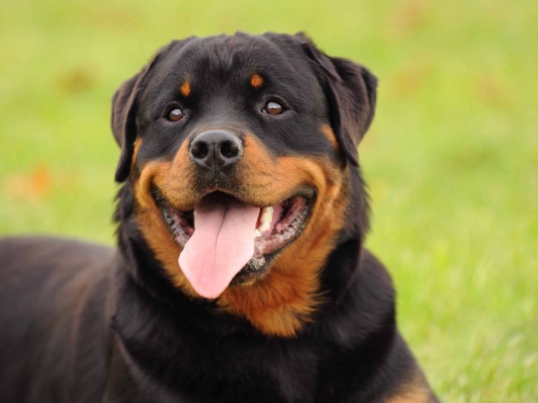 Rottweiler