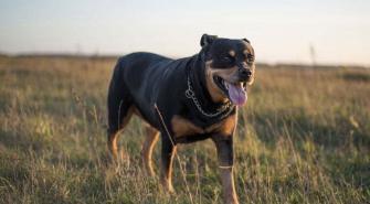 Rottweiler
