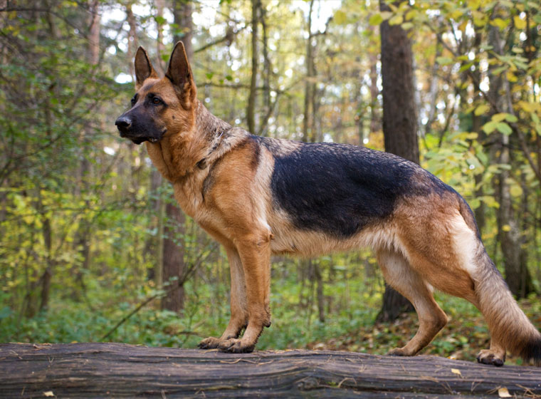 Deutscher Schaferhund Rasseportrait Im Hunde Magazin Zooroyal Magazin