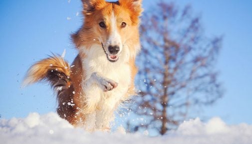 Hund frisst Schnee