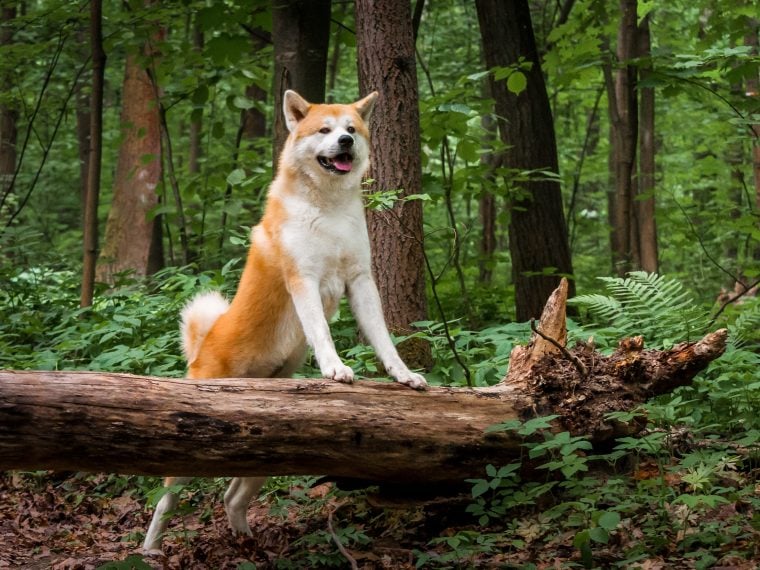 Akita Inu