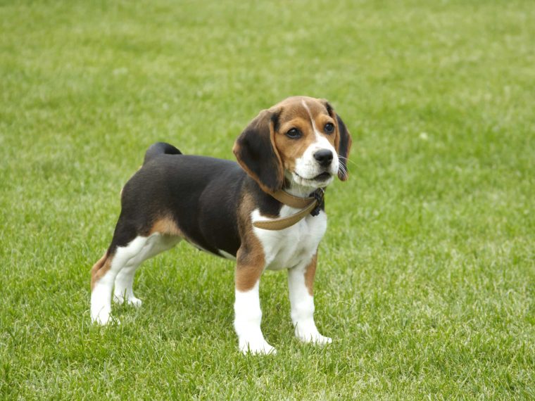 Beagle