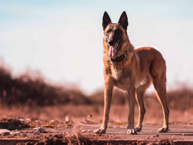 Belgischer Schäferhund