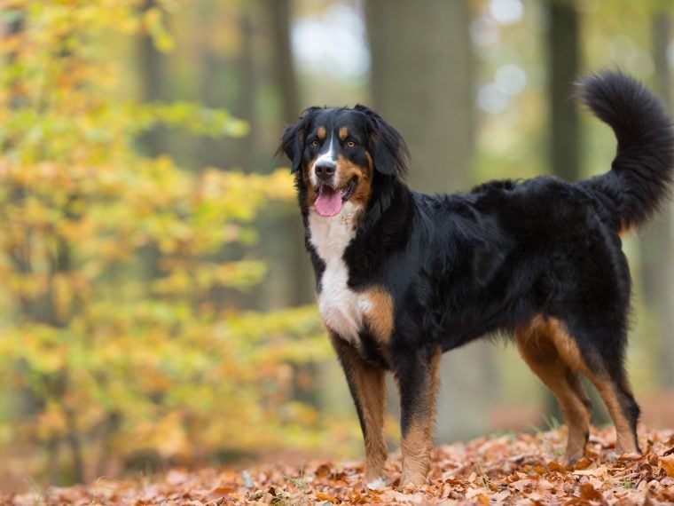 berner sennenhund