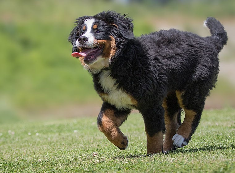 Berner Sennenhund Welpe