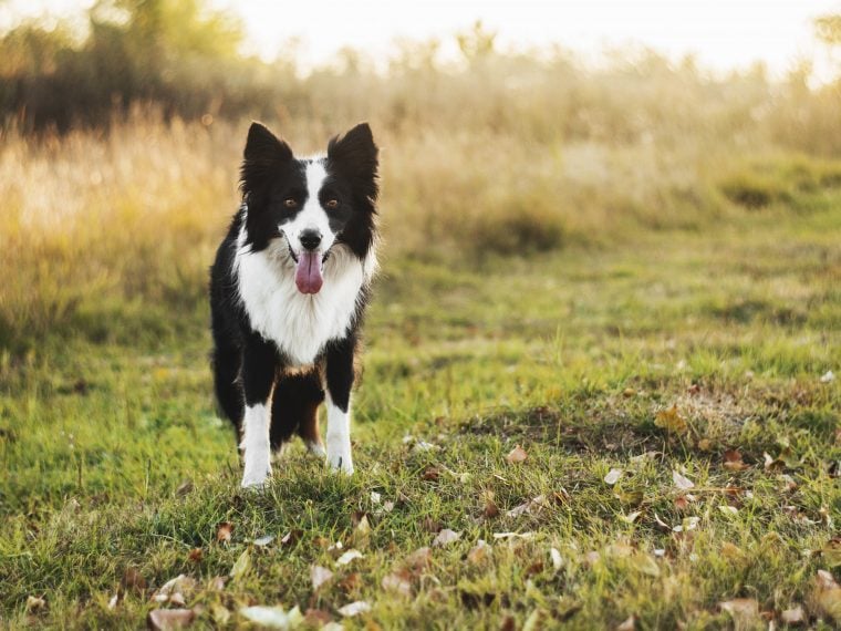 border collie