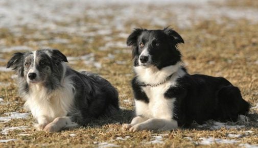 Border Collie