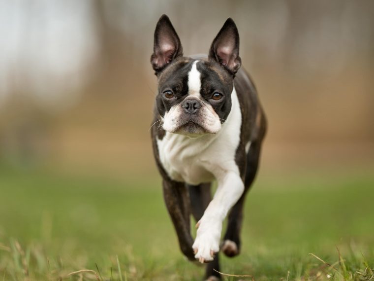 Boston Terrier