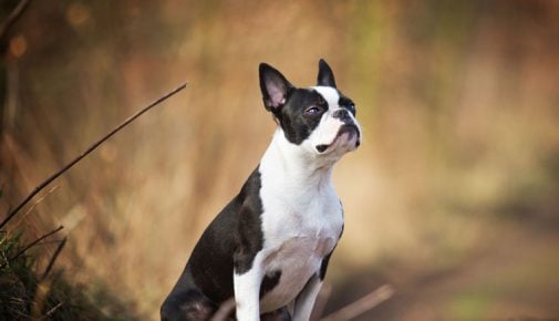 Boston Terrier